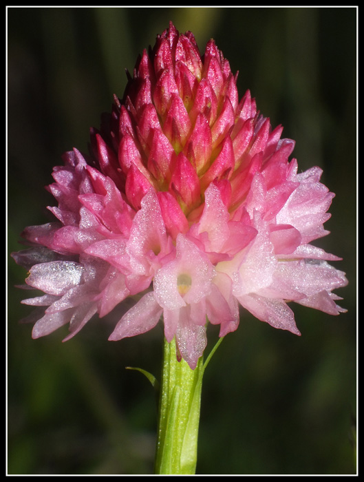 DSCF2374.jpg