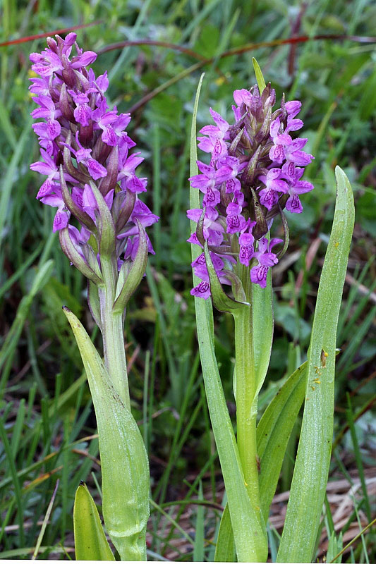 1m-dactylorhiza-incarnata subsp. incarnata.jpg