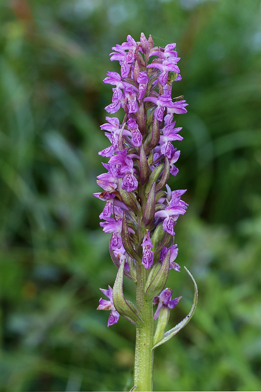 2m-dactylorhiza-incarnata subsp. incarnata.jpg
