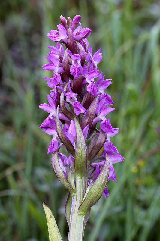 3m-dactylorhiza-incarnata subsp. incarnata.jpg