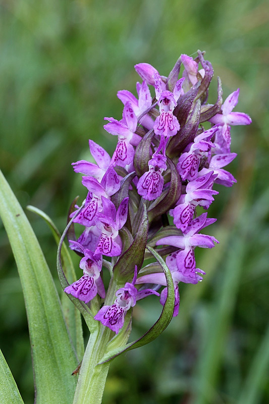 4m-dactylorhiza-incarnata subsp. incarnata.jpg