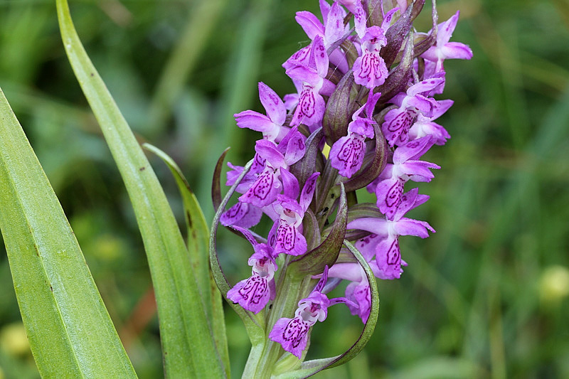 5m-dactylorhiza-incarnata subsp. incarnata.jpg