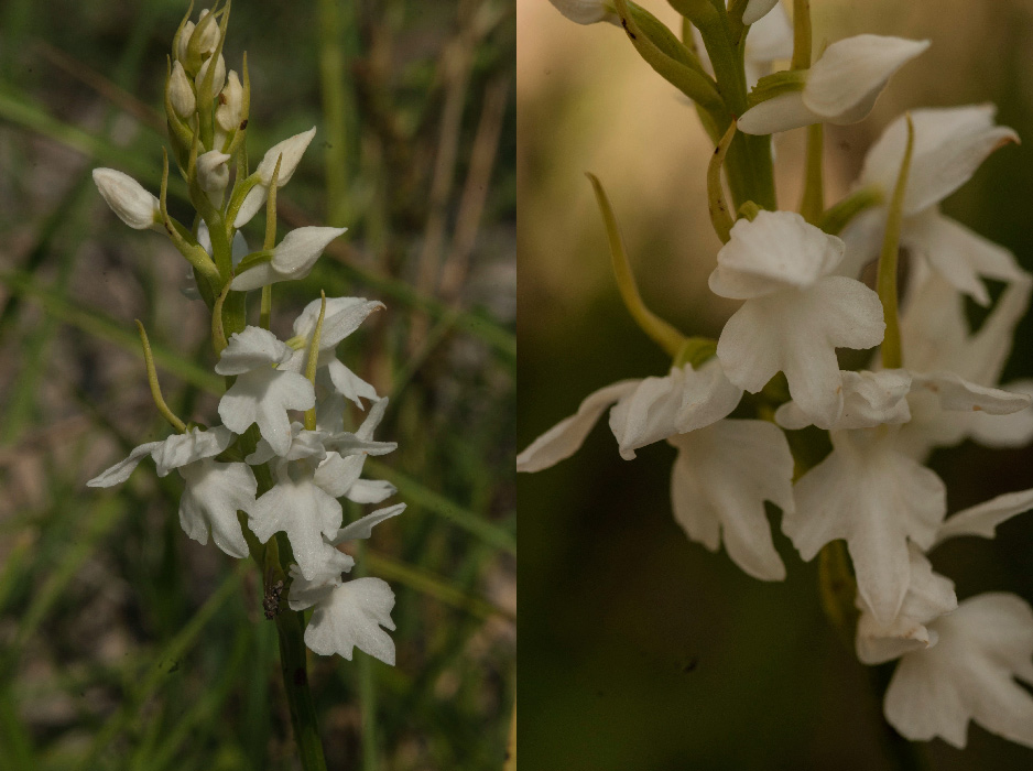 Dactylorhiza-maculata-subs-saccifera-2a.jpg