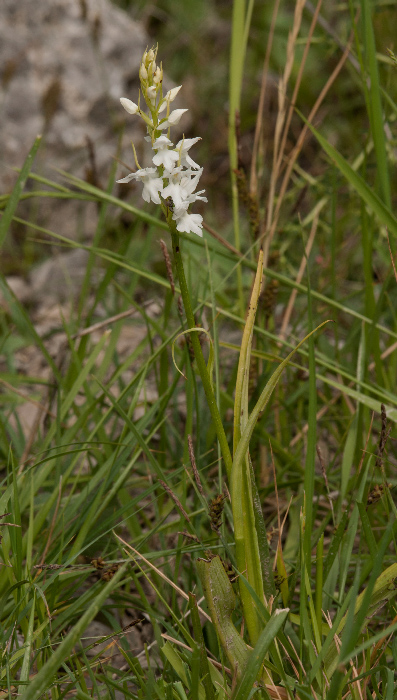 Dactylorhiza-maculata-subs-saccifera-1.jpg