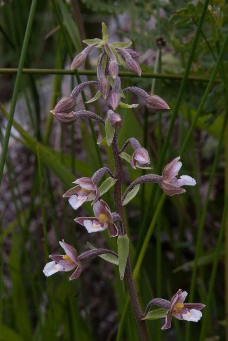 Epipactis-palustris-3.jpg