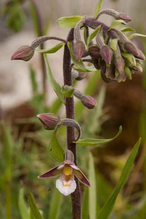 Epipactis-palustris-2.jpg
