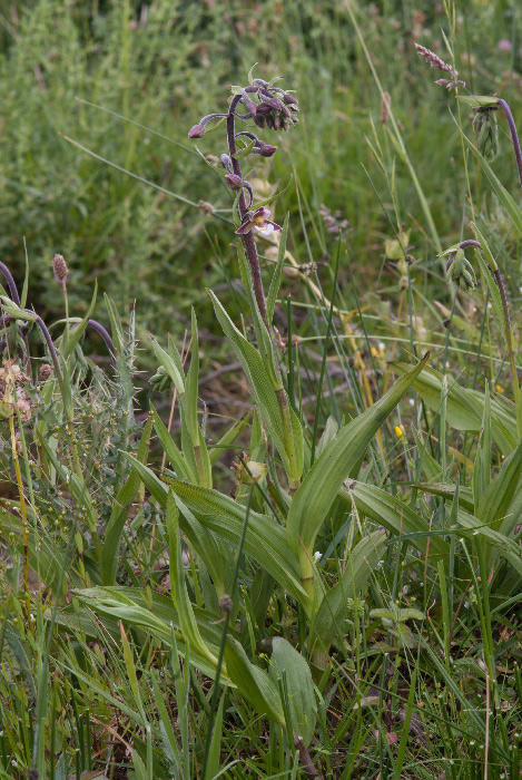 Epipactis-palustris-1.jpg
