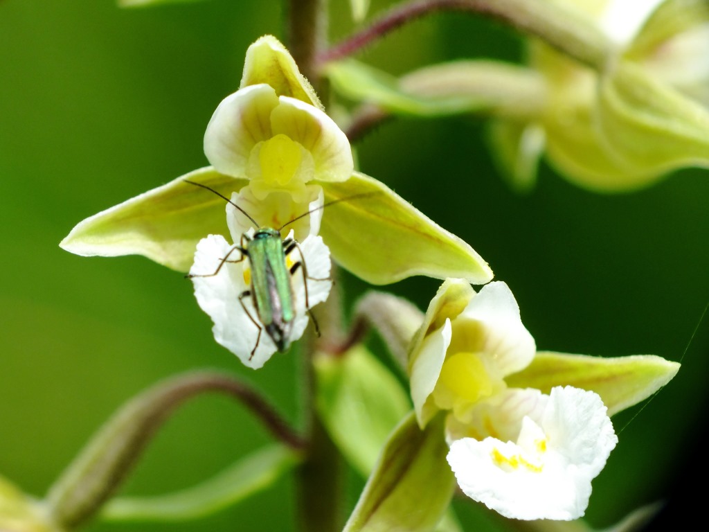 DSCF9068.JPG