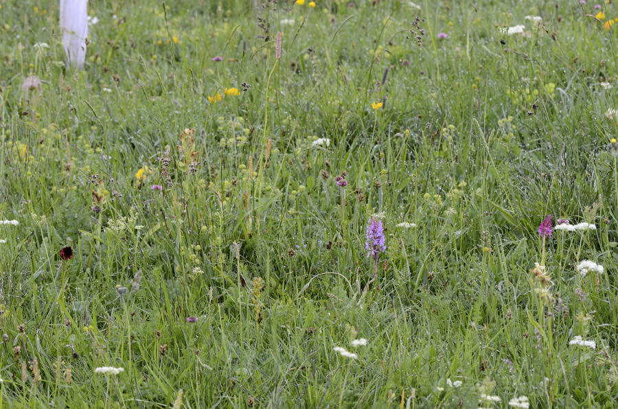 Triora Fraz. Monesi 27-06-2014 122 Rid.JPG