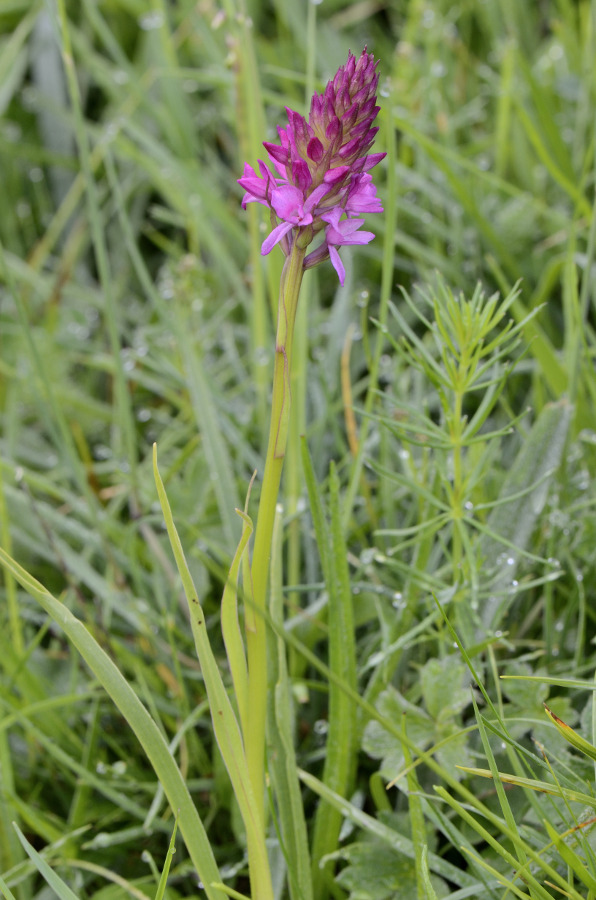 Triora Fraz. Monesi 27-06-2014 123 Rid.JPG