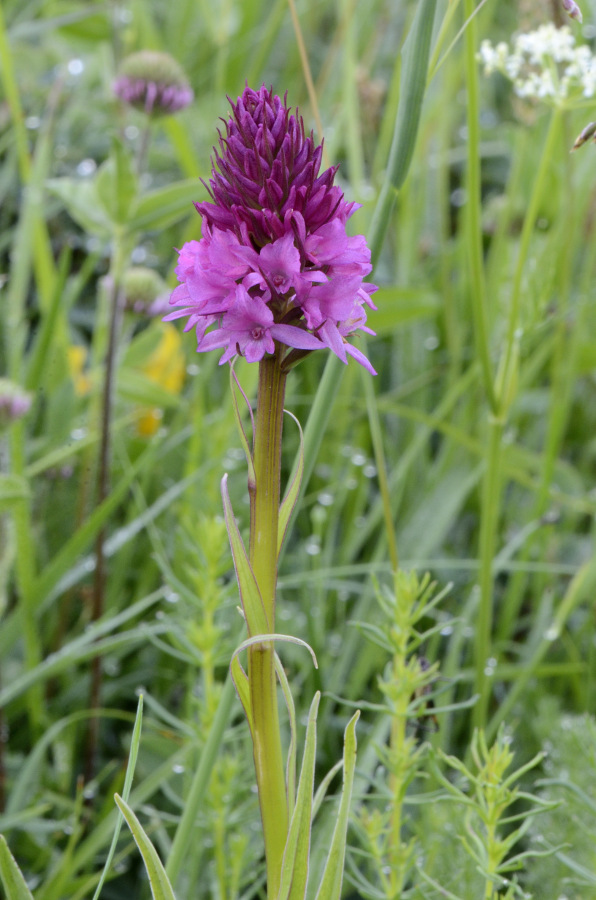 Triora Fraz. Monesi 27-06-2014 120 Rid.JPG