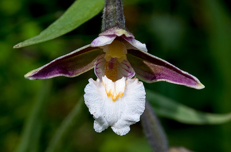 Epipactis-palustris-1678_80_2014.jpg