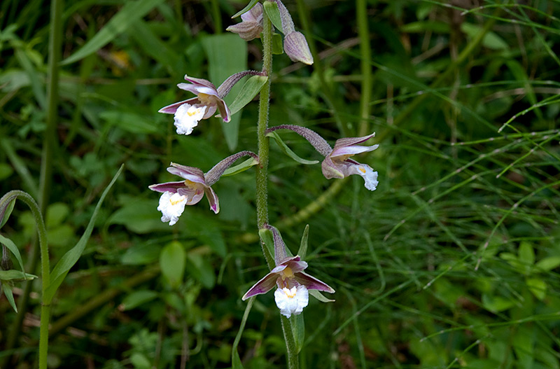 Epipactis-palustris-1647_49_2014.jpg