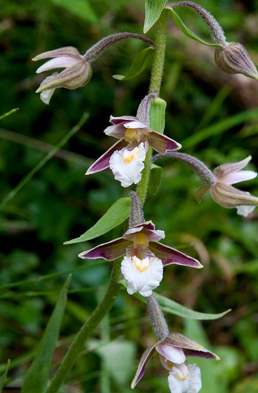 Epipactis-palustris-1654_57_2014.jpg