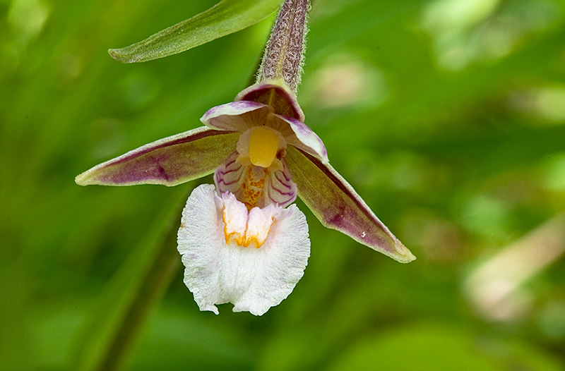 Epipactis-palustris-1715_19_2014.jpg