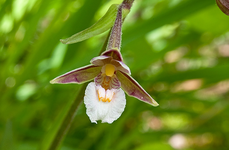 Epipactis-palustris-1704_07_2014.jpg