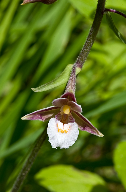 Epipactis-palustris-1699_00_2014.jpg