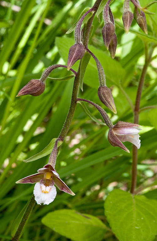 Epipactis-palustris-1696_98_2014.jpg