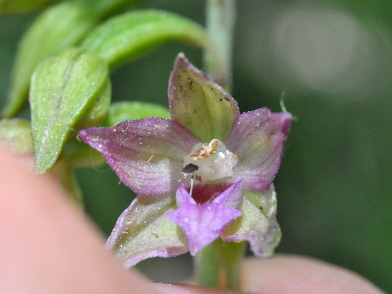 ad 008-crop.JPG