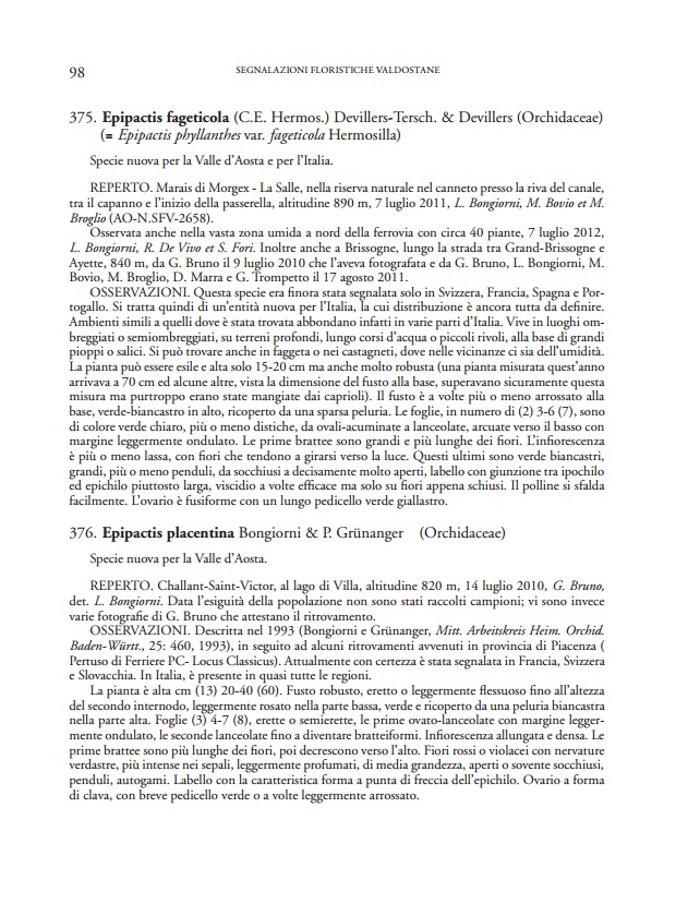 Epipactis VdA 3.jpg