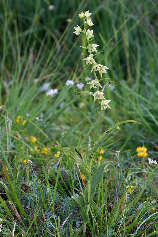 4m-epipactis-muelleri-XMG_1290.jpg