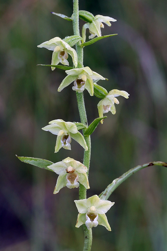 8m-epipactis-muelleri-XMG_1299.jpg