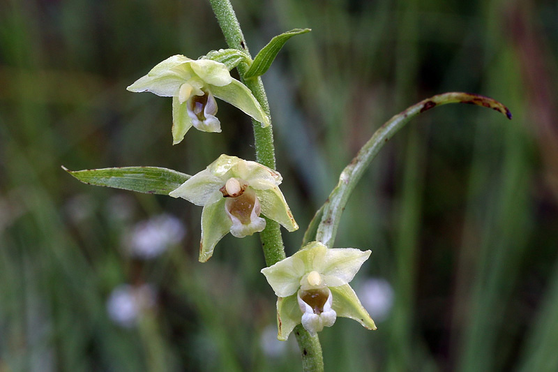 10m-epipactis-muelleri-XMG_1302.jpg