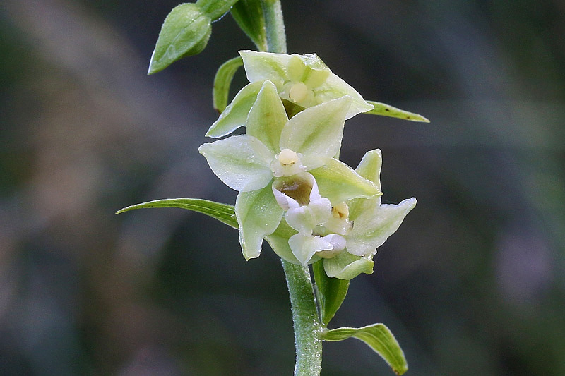 12m-epipactis-muelleri-XMG_1281.jpg