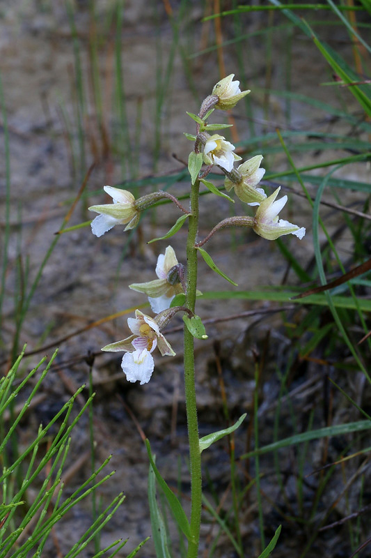 2m-epipactis-palustris.jpg