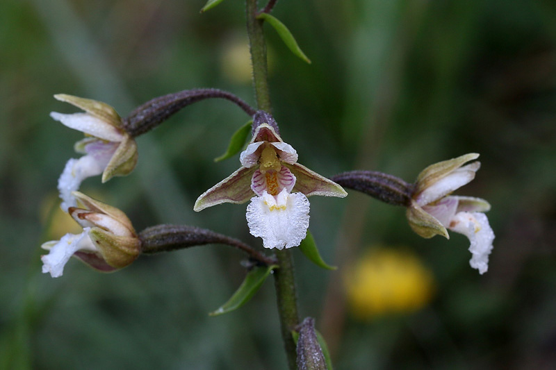 4m-epipactis-palustris.jpg