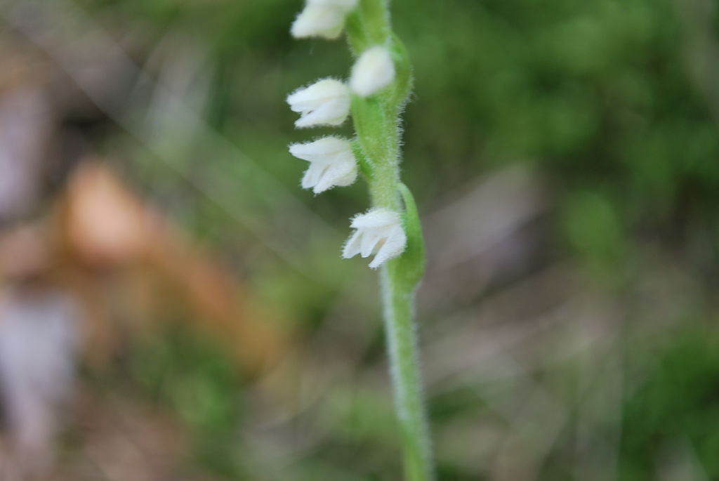 Gdrrpn_07-14-2014_02.JPG