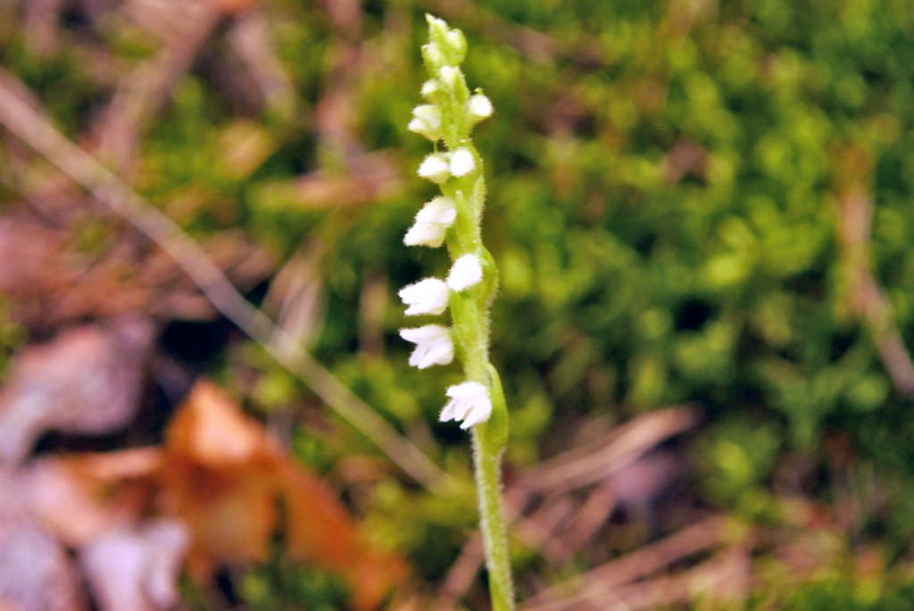 Gdrrpn_07-14-2014_07.JPG