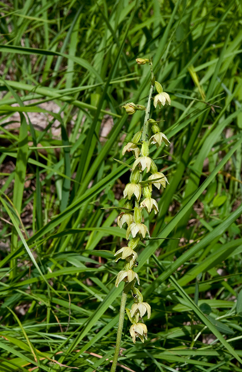 Epipactis-muelleri-2222_24_2014.jpg