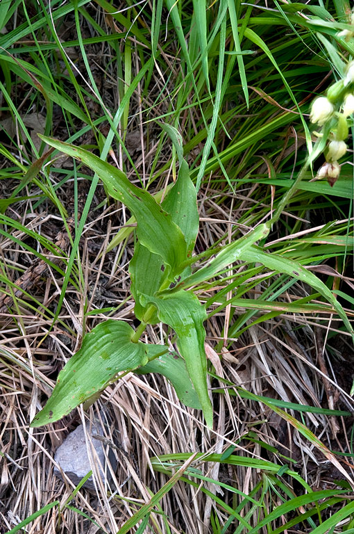 Epipactis-muelleri-2337_40_2014.jpg