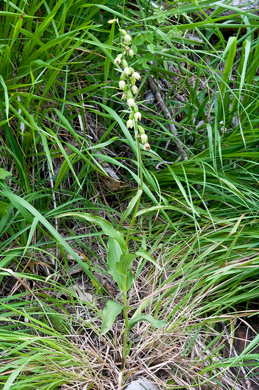 Epipactis-muelleri-2371_72_2014.jpg