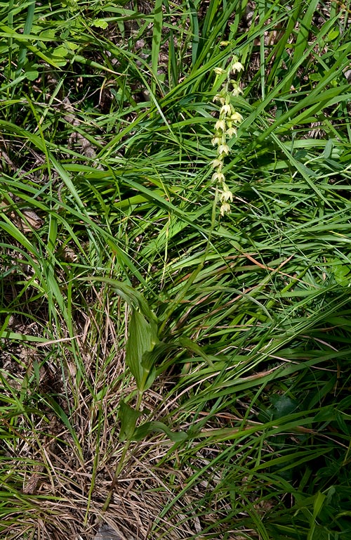 Epipactis-muelleri-2214_15_2014.jpg