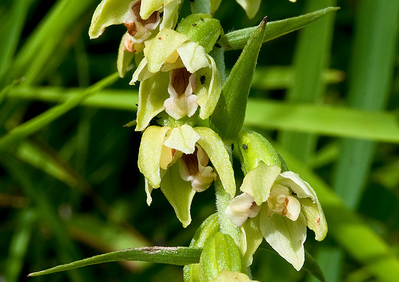 Epipactis-muelleri-2240_42_bis2014.jpg