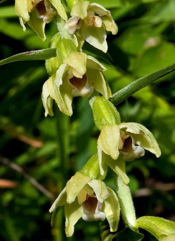 Epipactis-muelleri-2231_35_bis2014.jpg