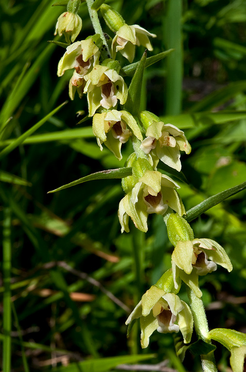 Epipactis-muelleri-2231_35_2014.jpg