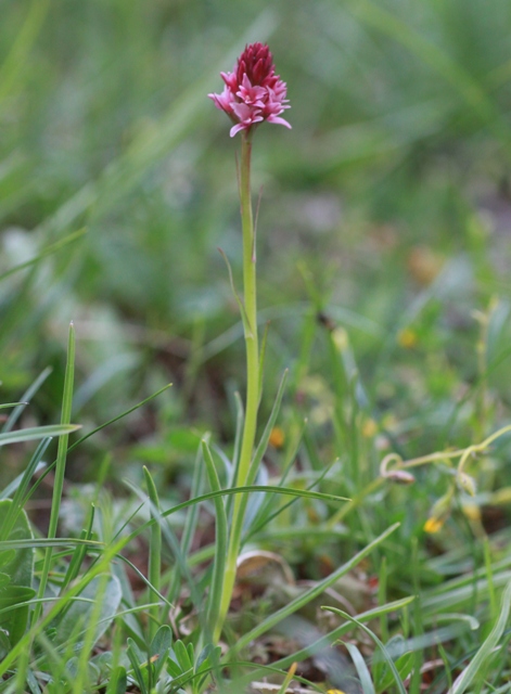 ibrido albida x rhellicani 1.jpg