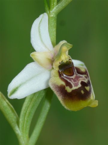 Oph. tetral Vallepietra   .JPG