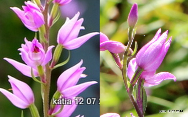 1-Collage.jpg