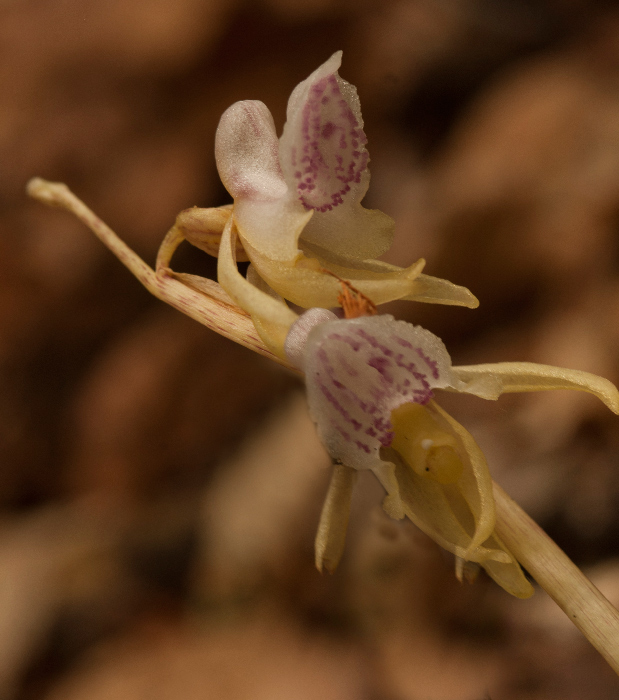 Ep-aphyllum-5.jpg