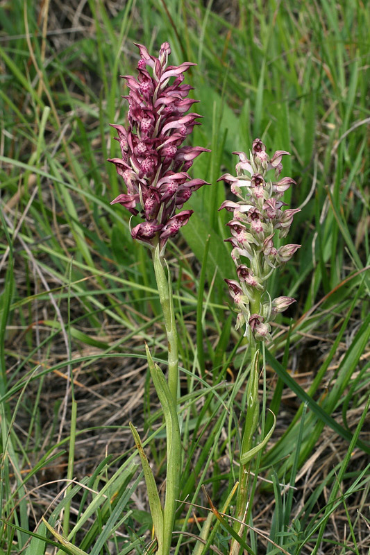 1m-anacamptis-coriophora subsp. fragrans.jpg