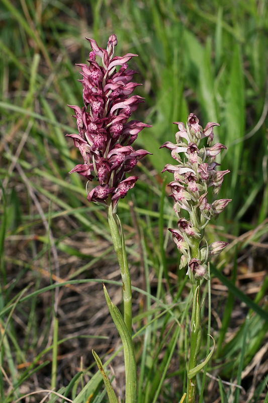 2m-anacamptis-coriophora subsp. fragrans.jpg