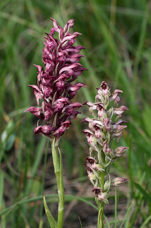 3m-anacamptis-coriophora subsp. fragrans.jpg