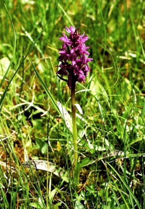 Dactylorhiza majalis  223.JPG