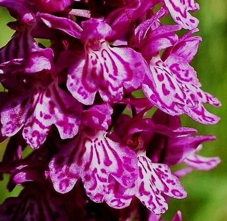 Dactylorhiza majalis ssp. alpestris 217 - Copia.JPG