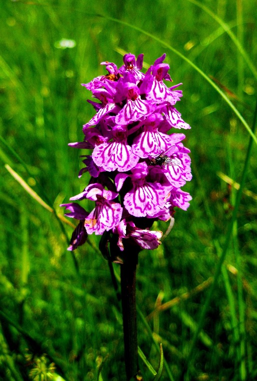 Dactylorhiza majalis  748.JPG