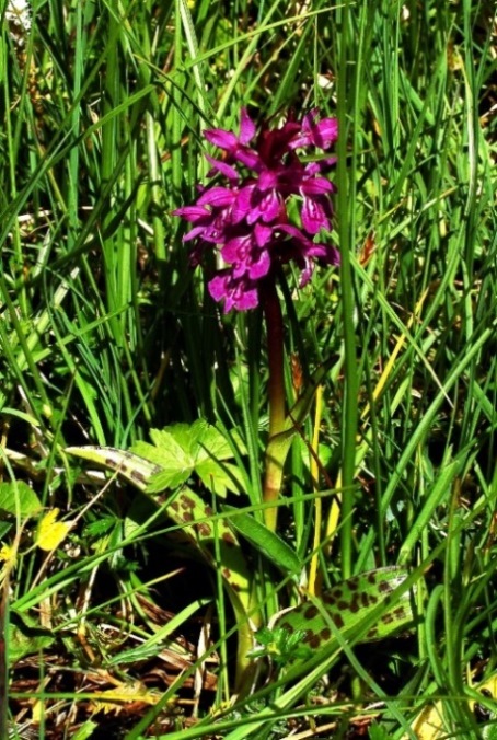 Dactylorhiza  majalis 203.JPG